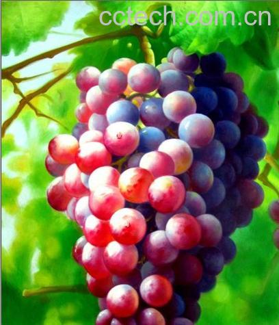果蔬百科葡萄-0