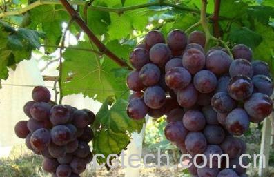 果蔬百科葡萄-0