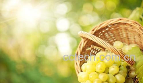 果蔬百科葡萄-0