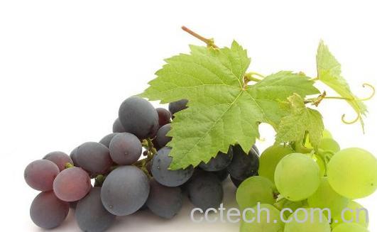果蔬百科葡萄-0