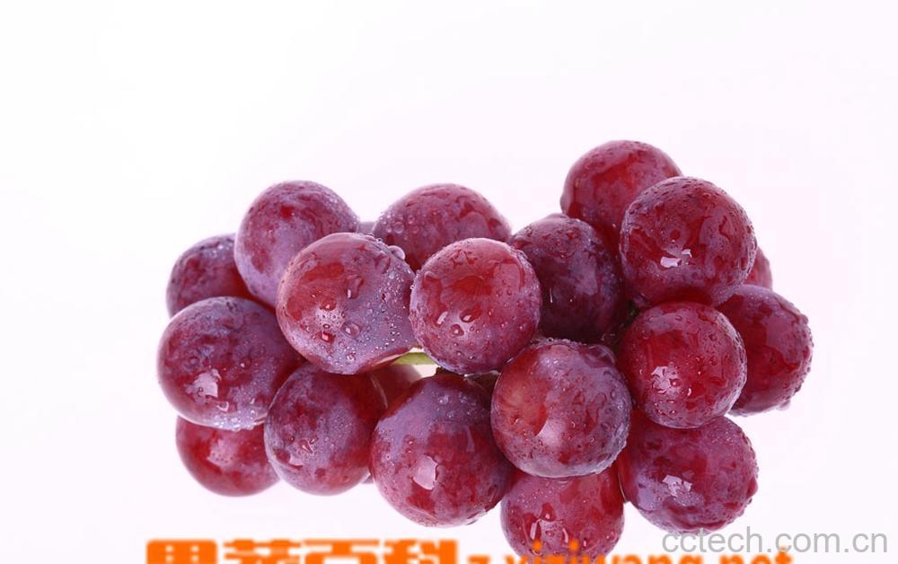 果蔬百科葡萄-0