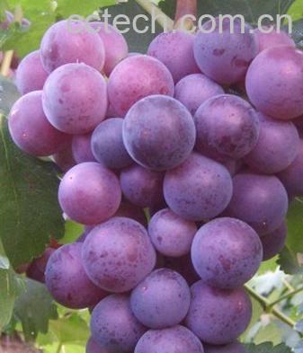 果蔬百科葡萄-0