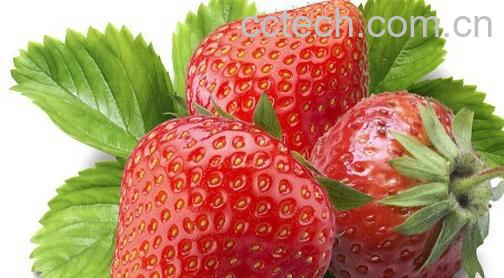 果蔬百科草莓-0