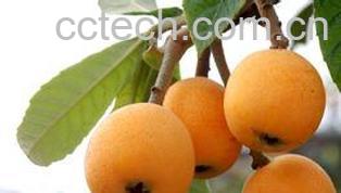 果蔬百科枇杷-0