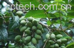 果蔬百科白榄根-0