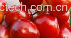 果蔬百科大樱桃-0