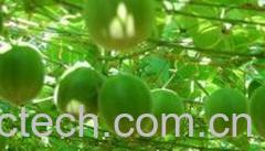 果蔬百科罗汉果-0