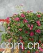 果蔬百科草莓种子-0