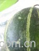 果蔬百科绿皮甜瓜-0