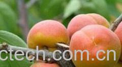 果蔬百科黄杏-0