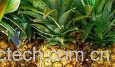 果蔬百科菠萝-0