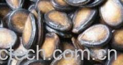 果蔬百科西瓜子-0