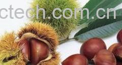 果蔬百科板栗-0