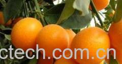 果蔬百科金桔-0
