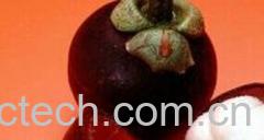 果蔬百科山竹皮-0