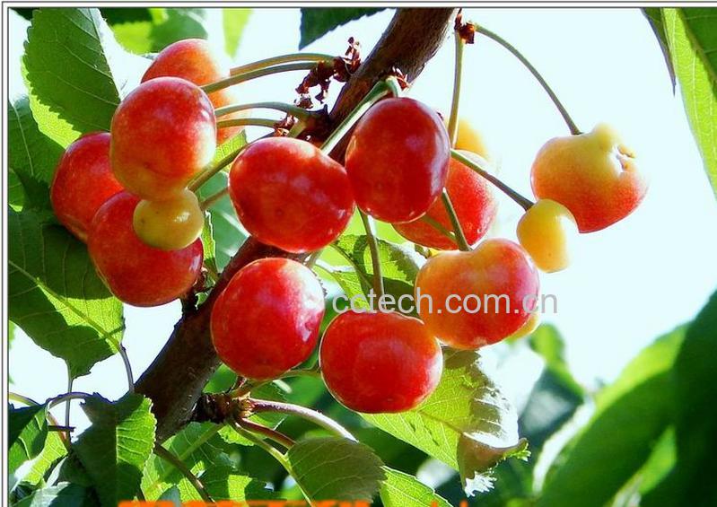 果蔬百科樱桃怎么保存-0