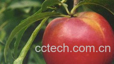 果蔬百科油桃-0