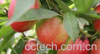 果蔬百科油桃-0