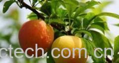 果蔬百科醉李-0