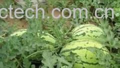 果蔬百科西瓜种子-0