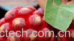 果蔬百科布福娜-0