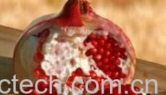 果蔬百科石榴-0