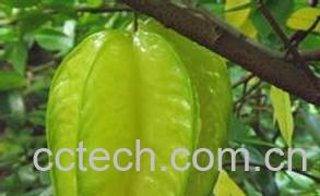 果蔬百科杨桃-0