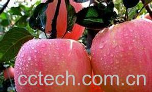 果蔬百科每天吃苹果的好处-0