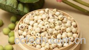 果蔬百科莲子-0