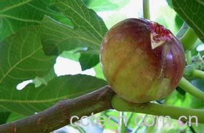 果蔬百科无花果-0