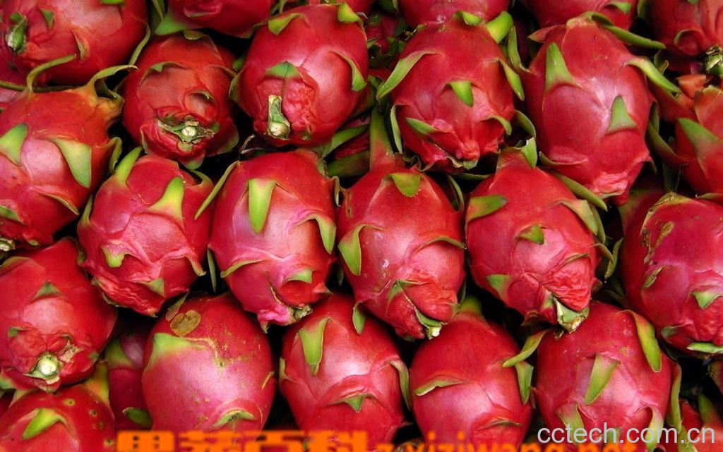 果蔬百科 孕妇吃火龙果的好处-0