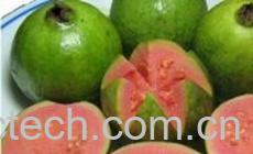 果蔬百科番石榴-0