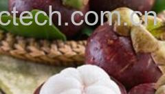 果蔬百科山竹-0