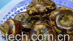 果蔬百科荸荠 -0