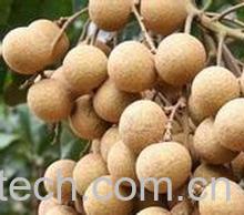 果蔬百科 吃龙眼有什么坏处-0