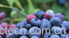 果蔬百科蓝莓-0