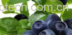 果蔬百科新鲜蓝莓-0