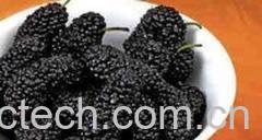 果蔬百科桑葚-0