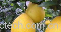 果蔬百科肠胃不好吃什么水果-0