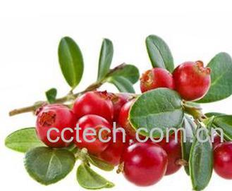 果蔬百科蔓越莓-0