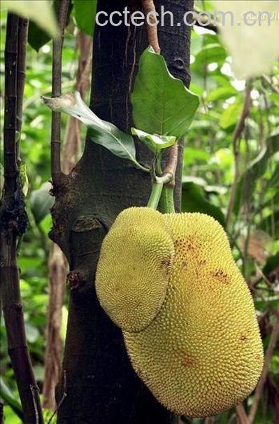 果蔬百科吃菠萝蜜的好处和坏处-0