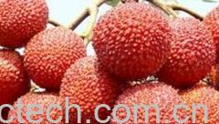 果蔬百科荔枝-0