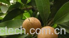 果蔬百科人心果-0