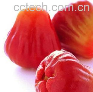 果蔬百科莲雾-0