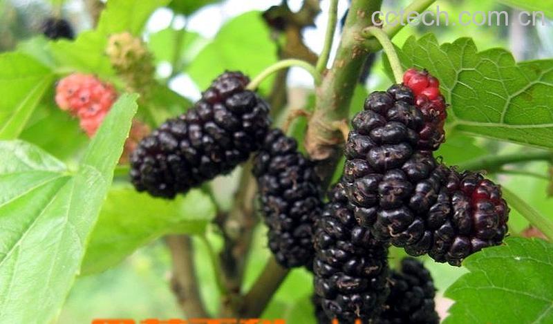 果蔬百科桑葚-0