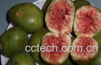 果蔬百科无花果-0