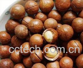 果蔬百科夏威夷果-0