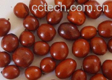 果蔬百科酸枣-0