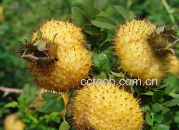 果蔬百科刺梨-0