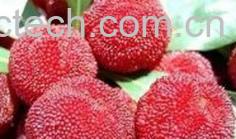 果蔬百科杨梅酒-0